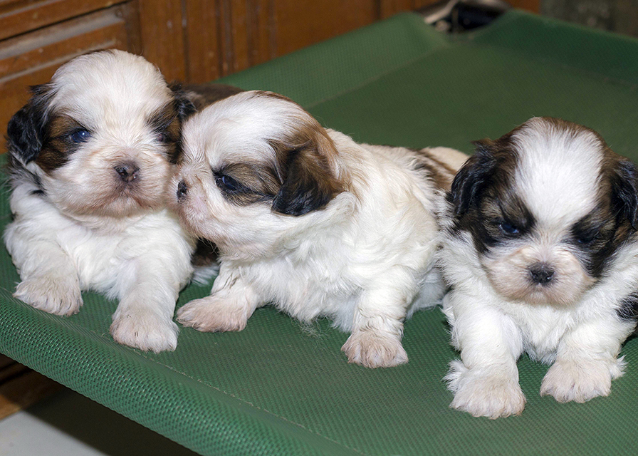 Shih Tzu puppies